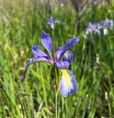 Iris prismatica, photographed by Matthew Pintar