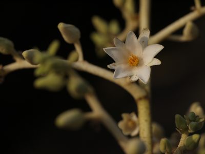 Vateria indica, photographed by Dinesh Valke