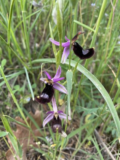 Ophrys bertolonii, photographed by Debora Barbato