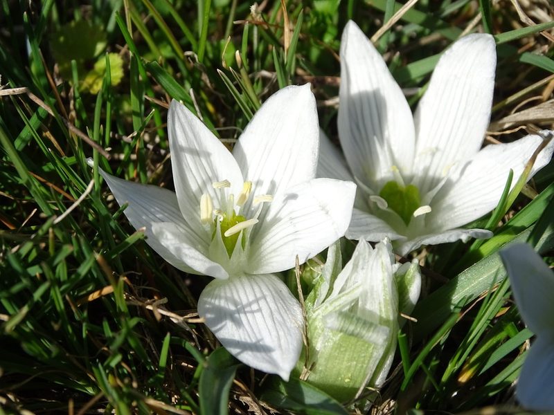 Ornithogalum sigmoideum, photographed by Sabina E. Vlad
