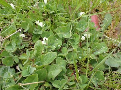 Trifolium subterraneum, photographed by giantcicada