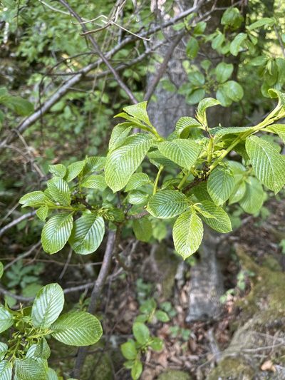 Rhamnus fallax, photographed by Elliot Greiner