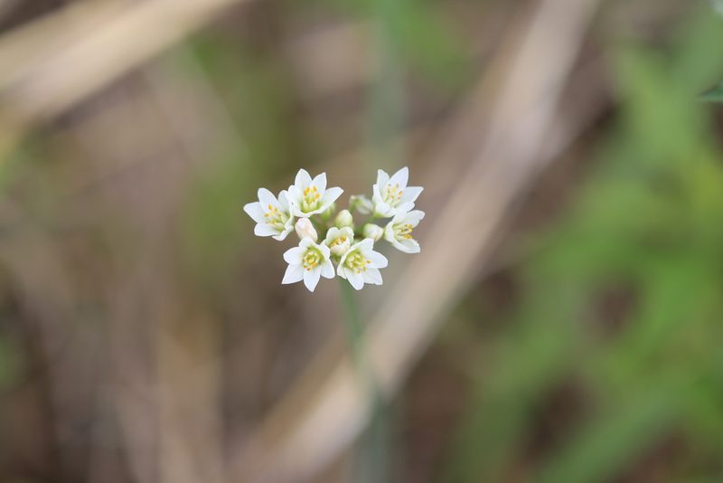 Nothoscordum gracile, photographed by Rich Sommer