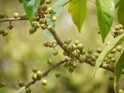 Aporosa cardiosperma, photographed by Dinesh Valke