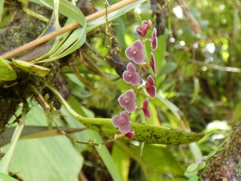 Stelis argentata, photographed by Kai Squires
