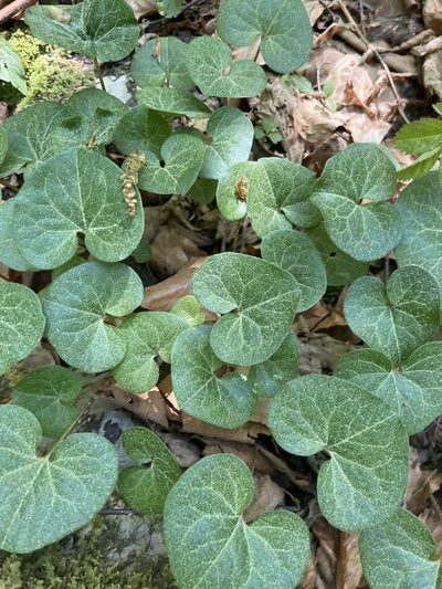 Asarum caucasicum, photographed by Elliot Greiner