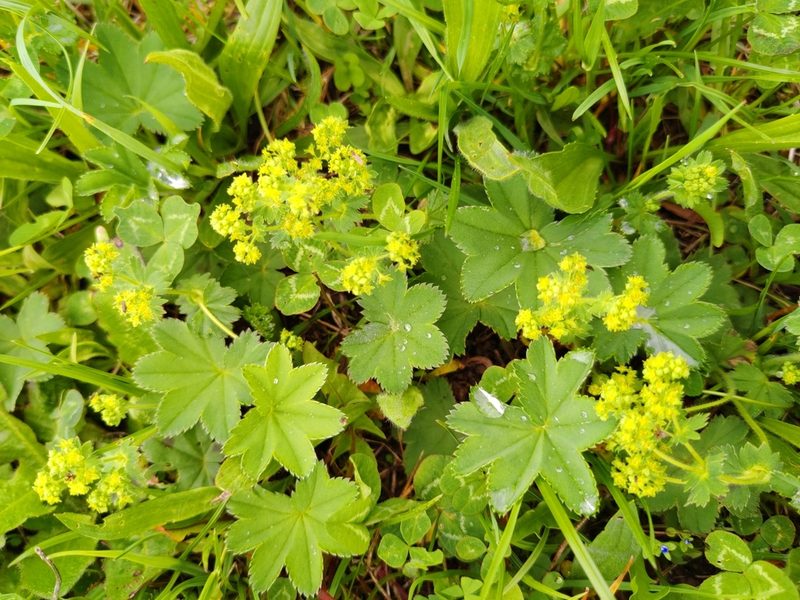 Alchemilla monticola, photographed by timharris