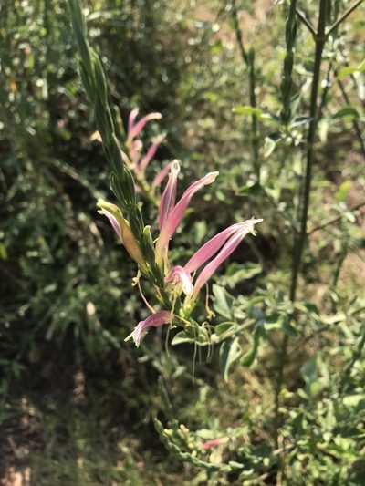 Symplectochilus formosissimus, photographed by rosshawkins