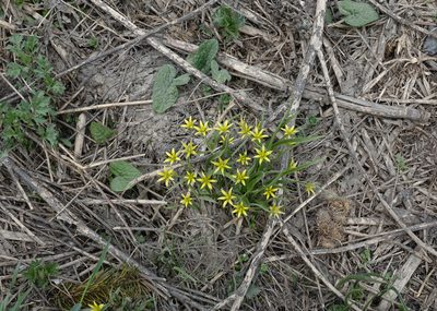 Gagea granulosa, photographed by Oleg Kosterin