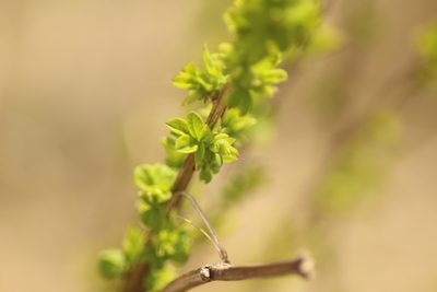 Caragana frutex, photographed by Елена Радостева
