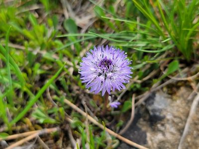 Globularia cordifolia, photographed by Elias