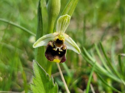 Ophrys holosericea, photographed by Elias