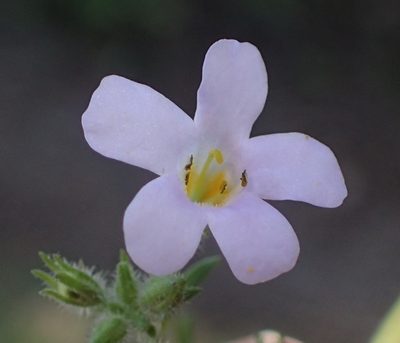 Chaenostoma polyanthum, photographed by Nicola van Berkel