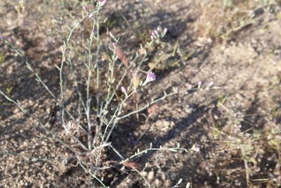 Stephanomeria exigua, photographed by Kimball Garrett