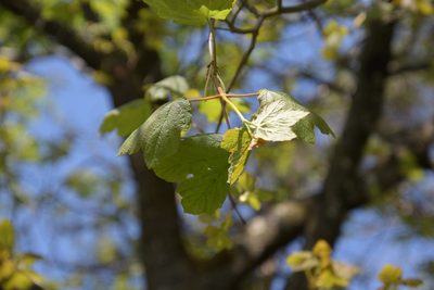 Acer opalus, photographed by Felicia Seichter