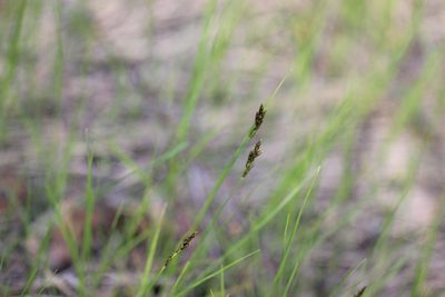 Carex praecox, photographed by Татьяна Максимова