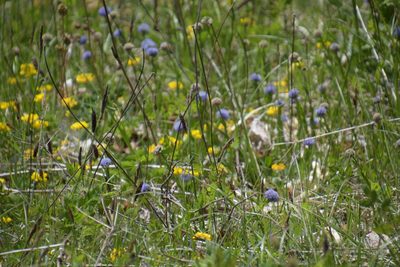 Globularia bisnagarica, photographed by Felicia Seichter
