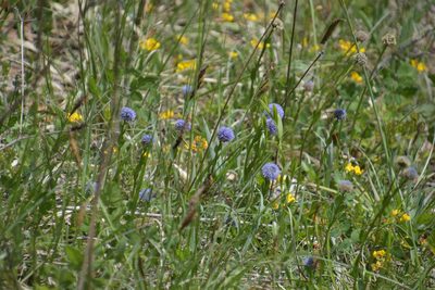 Globularia bisnagarica, photographed by Felicia Seichter