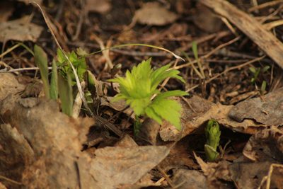 Trollius asiaticus, photographed by Елена Радостева