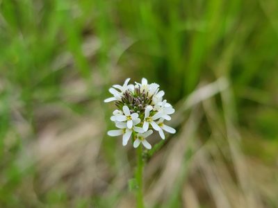 Arabis hirsuta