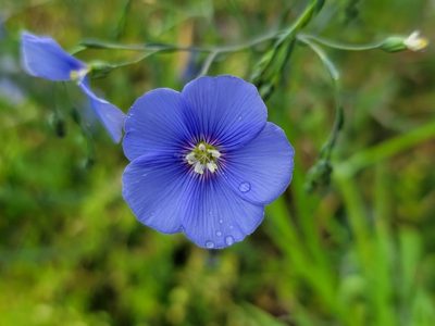 Linum austriacum, photographed by Elias