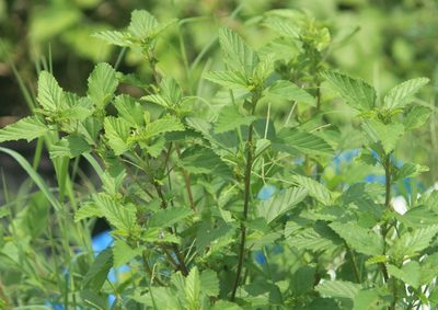Malvastrum coromandelianum, photographed by Haneesh K M