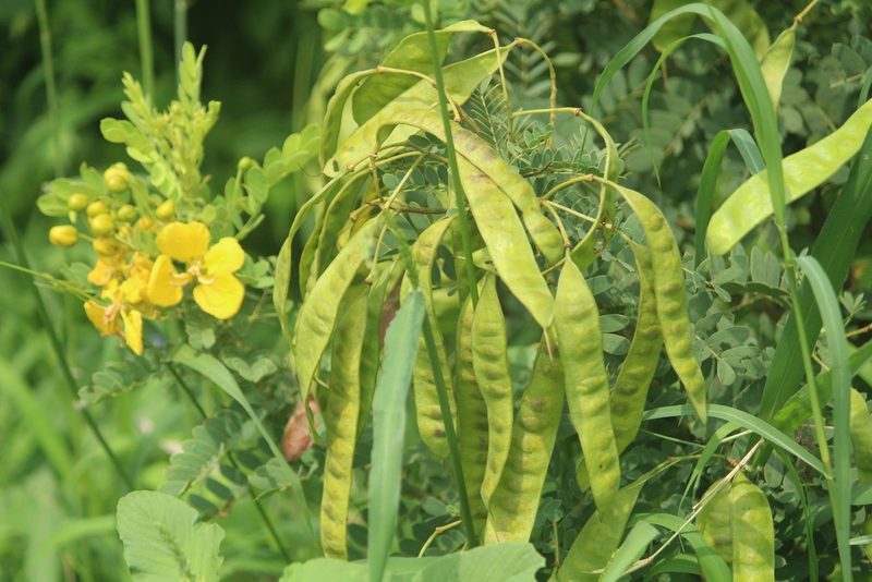 Senna auriculata, photographed by Haneesh K M