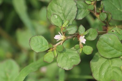 Trianthema portulacastrum, photographed by Haneesh K M
