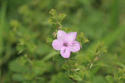 Barleria mysorensis, photographed by Haneesh K M