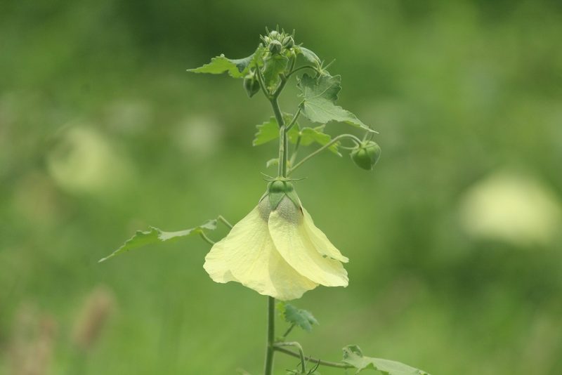 Hibiscus vitifolius, photographed by Haneesh K M