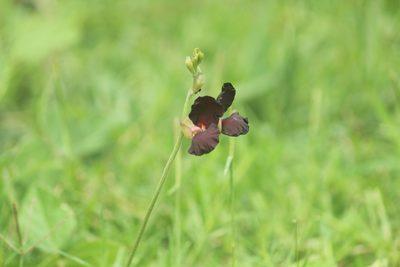 Macroptilium atropurpureum, photographed by Haneesh K M