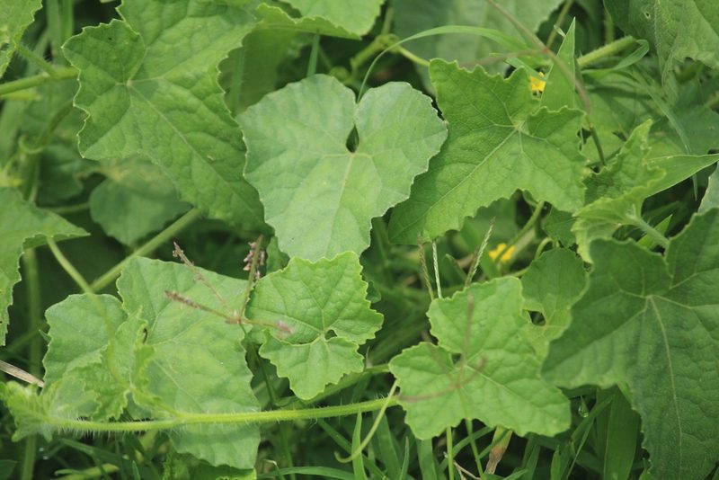 Cucumis maderaspatanus, photographed by Haneesh K M