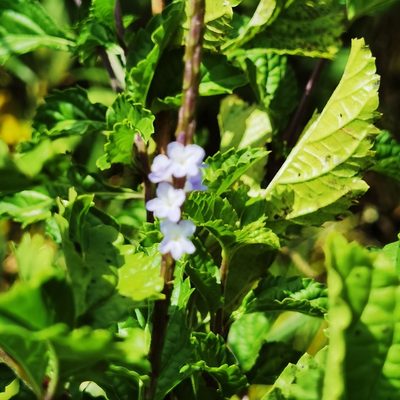 Stachytarpheta cayennensis, photographed by Eduardo Chacón Madrigal
