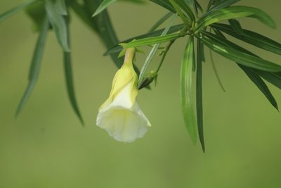 Cascabela thevetia, photographed by Haneesh K M