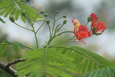 Delonix regia, photographed by Haneesh K M
