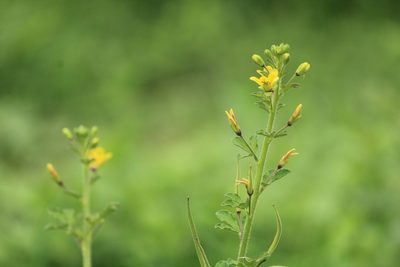 Cleome viscosa, photographed by Haneesh K M