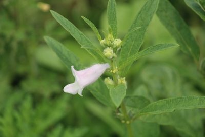Sesamum indicum, photographed by Haneesh K M