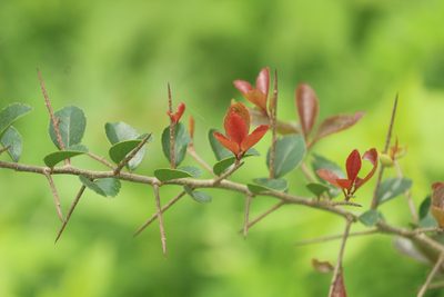 Flacourtia indica, photographed by Haneesh K M