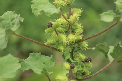 Xanthium strumarium, photographed by Haneesh K M