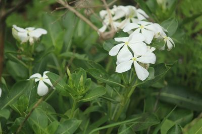 Catharanthus roseus, photographed by Haneesh K M