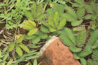 Mimosa pudica, photographed by Haneesh K M