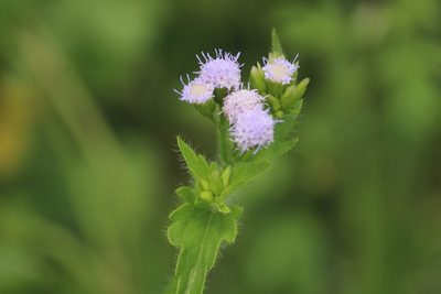 Praxelis clematidea, photographed by Haneesh K M