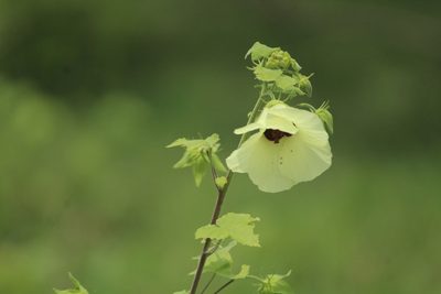Hibiscus vitifolius, photographed by Haneesh K M