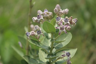 Calotropis gigantea, photographed by Haneesh K M
