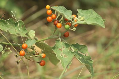 Solanum violaceum, photographed by Haneesh K M