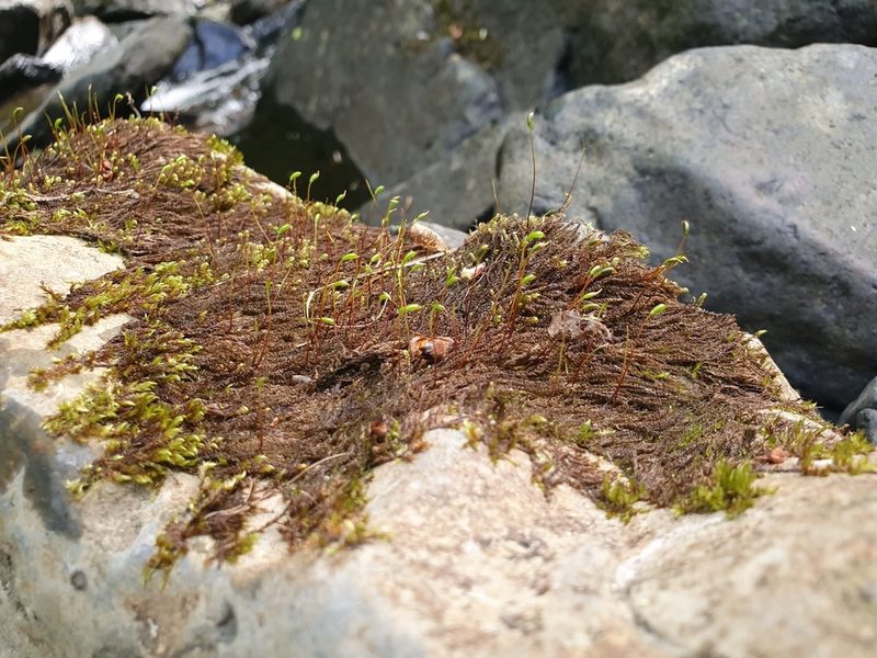 Hygrohypnum luridum, photographed by Jonathan Hughes