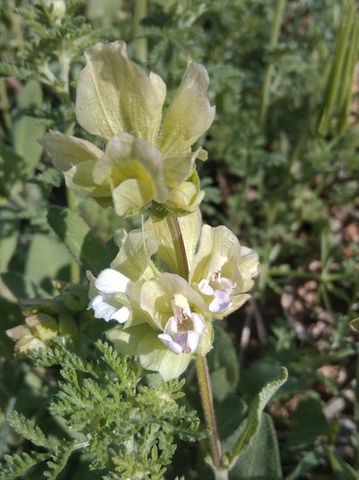 Salvia absconditiflora, photographed by Ben Costamagna
