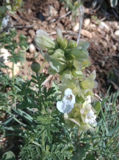 Salvia absconditiflora, photographed by Ben Costamagna