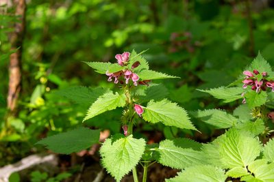 Lamium orvala, photographed by Jernej Polajnar