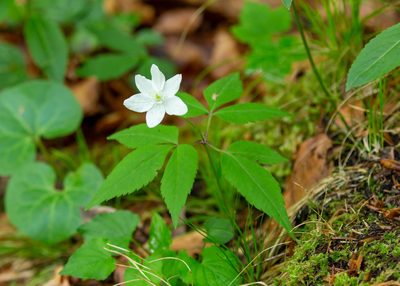 Anemonoides trifolia, photographed by Jernej Polajnar